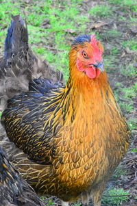 Close-up of rooster