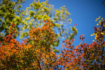 Low angle view of autumnal trees against blue sky
