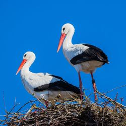 Low angle view of birds in nest against clear blue sky