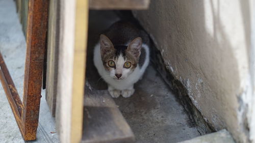 Portrait of cat by window