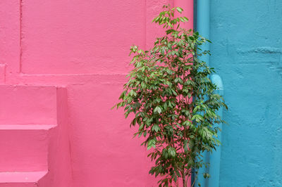 Close-up of pink flowering plant against pink and  blue wall