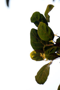 Close-up of leaves