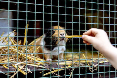 Cute guinea pigs on animal farm in hutch. guinea pig in cage on natural eco farm. animal livestock