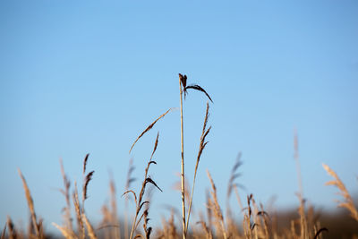 Low angle view of dry reeds against clear blue sky