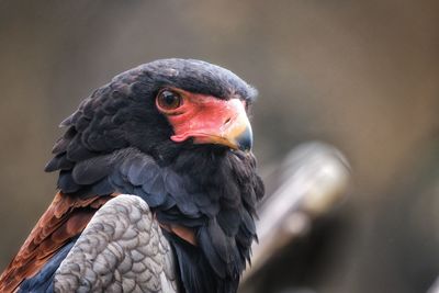 Close-up of a bird