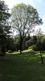 Trees in park