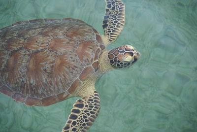 High angle view of turtle swimming in water