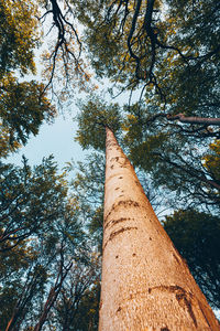 Low angle view of trees against sky