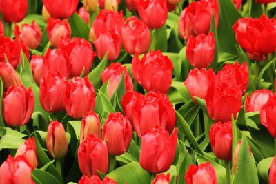 Full frame of red flowers