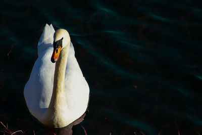 Close-up of swan swimming in lake