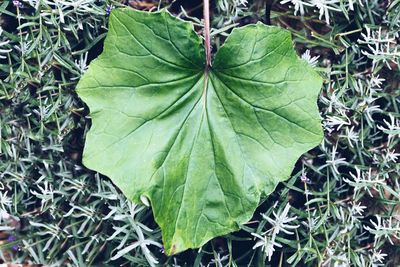 High angle view of green leaves