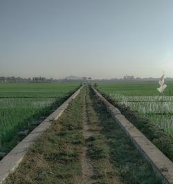 Scenic view of agricultural field against clear sky
