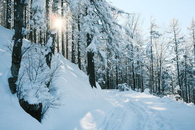 Snow covered land and trees in forest