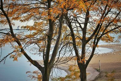 Trees against sky during autumn