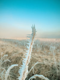 plant