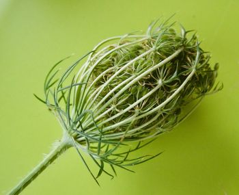 Close-up of plant against green background