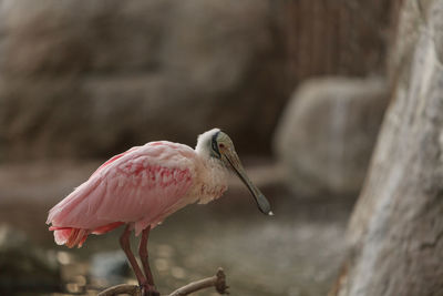 Side view of a bird against blurred background