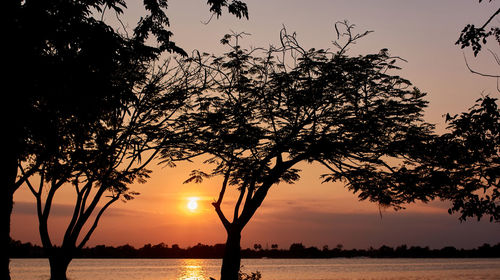 Silhouette trees against sky during sunset