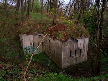 Plants growing in forest