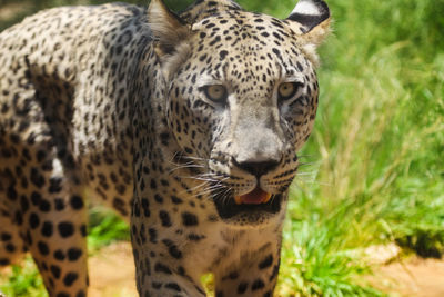 Close-up of leopard in forest