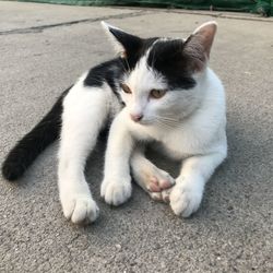 Close-up of cat resting on city street
