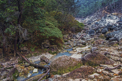 Scenic view of river in forest