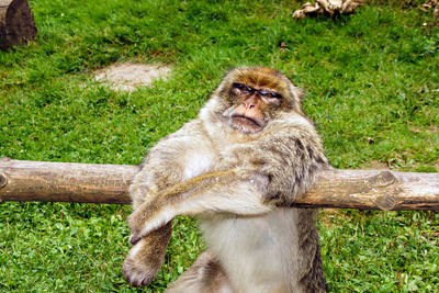 Monkey sitting on field