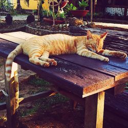 Close-up of sleeping cat