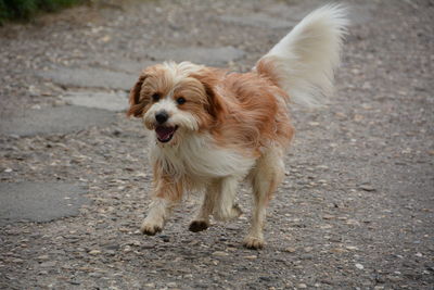 Dog running on street