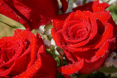 Close-up of wet red rose