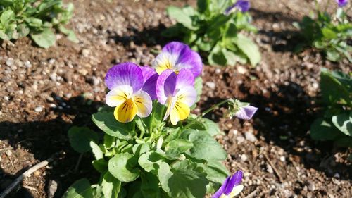 High angle view of purple crocus blooming on field