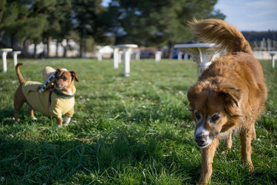 Dogs in a field