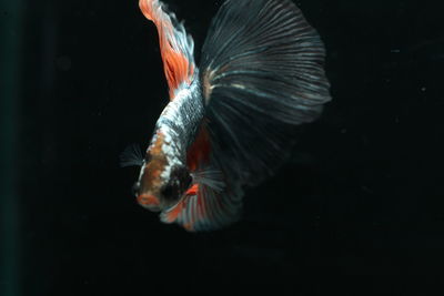 Close-up of fish swimming in water