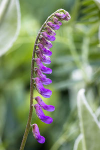 Close-up of purple flowering plant