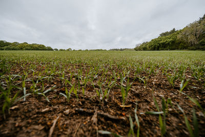 Scenic view of agricultural field against sky