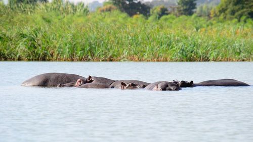 View of horse in the water