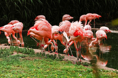 Birds in lake