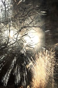 Low angle view of silhouette trees against sky during sunset