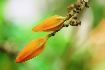 Close-up of yellow flowering plant