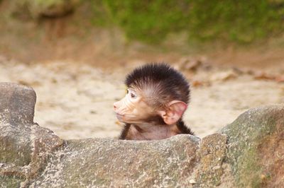 Close-up of monkey looking away