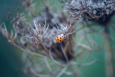 Close-up of ladybug on plant