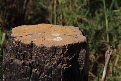 Close-up of tree stump on field