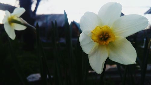 Close-up of white daffodil blooming outdoors