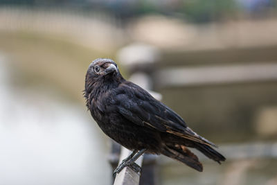 Close-up of bird perching