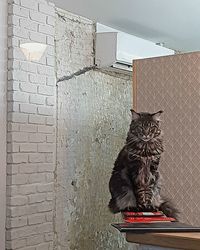 Cat sitting against wall