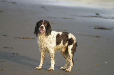 Dog standing on beach