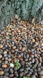 High angle view of bread on rocks