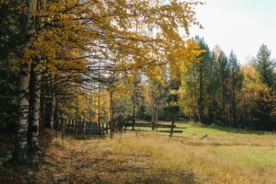 Trees on field during autumn