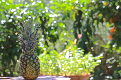 Close-up of fruit growing on tree