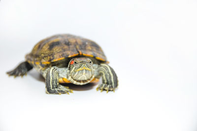 Close-up of turtle on white background